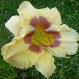 Hemerocallis Dame de Coeur