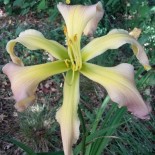 Hemerocallis 'Dancing Summerbird'