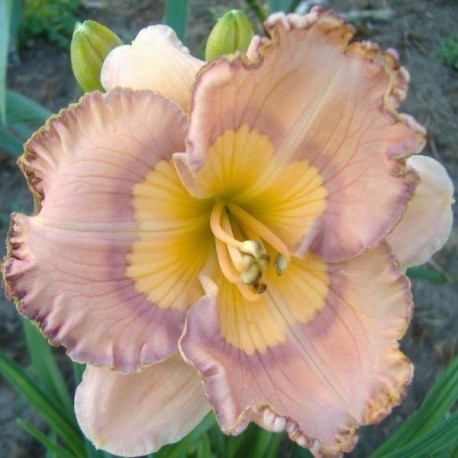 Hemerocallis 'Daringly Different'