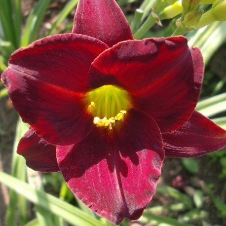 Hemerocallis 'Dark Avenger'