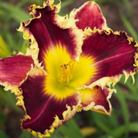 Hemerocallis 'Darkness Reigns'