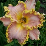 Hemerocallis 'Darla Anita'