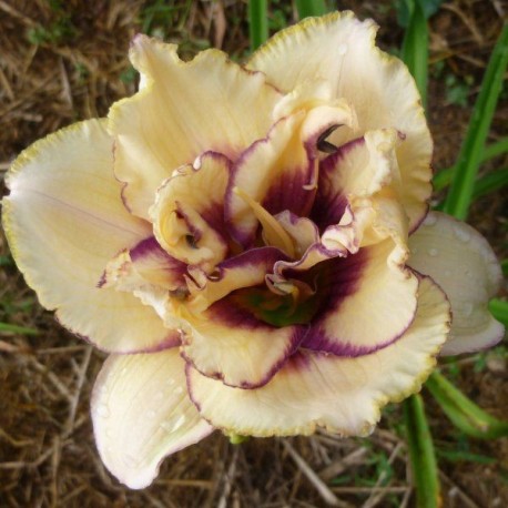 Hemerocallis 'Darya'