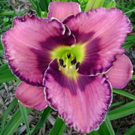 Hemerocallis 'Dave Bowman'