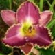 Hemerocallis 'David Kirchhoff'