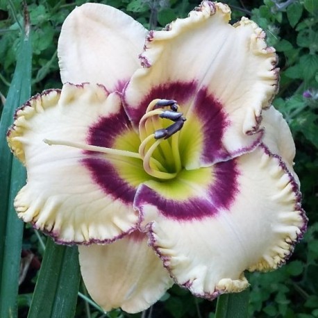 Hemerocallis 'Delight of My Eyes'