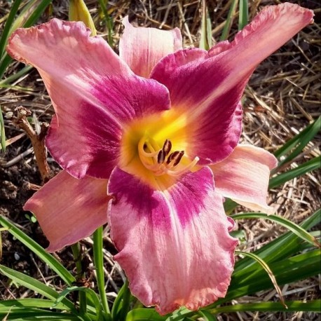 Hemerocallis 'Designer Jeans'