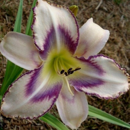 Hemerocallis 'Destined To See'