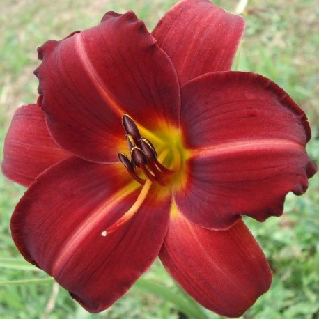 Hemerocallis 'Dewey Roquemore'