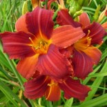 Hemerocallis 'Diabolo'