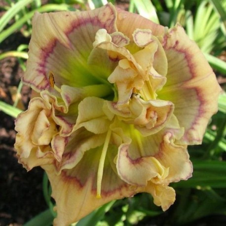 Hemerocallis 'Diciple of David'