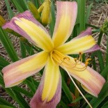 Hemerocallis 'Discarded Beauty'