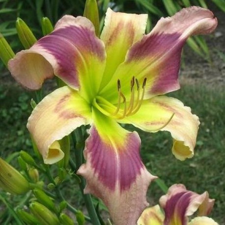 Hemerocallis 'Dizzy Miss Lizzy'