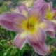 Hemerocallis 'Do the Twist'