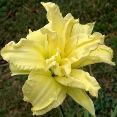 Hemerocallis 'Double River Wye'