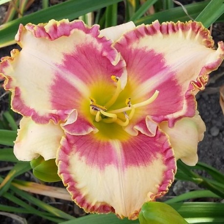 Hemerocallis 'Dovealicious'