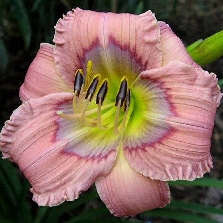 Hemerocallis 'Dragon Dreams'