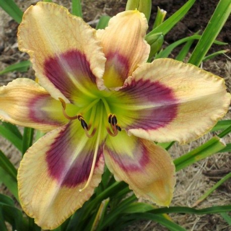 Hemerocallis 'Dragonfly Dawn'