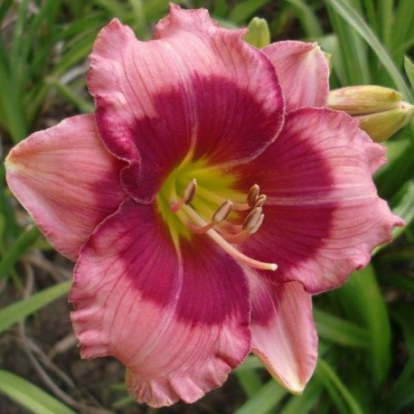 Hemerocallis 'Dragon's Eye'