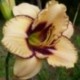 Hemerocallis 'Dream Legacy'