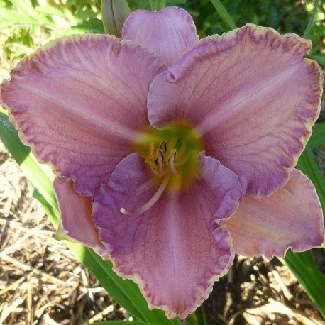 Hemerocallis 'Driving me Wild'