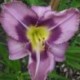 Hemerocallis 'Druid's Chant'