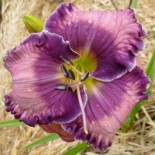 Hemerocallis 'Dual Treasure'