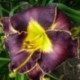 Hemerocallis 'Duck's Dark Side'