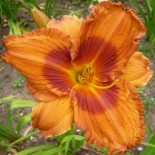 Hemerocallis 'Duke of Durham'