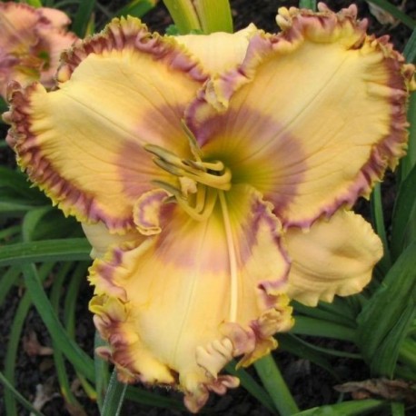 Hemerocallis 'Easter Egg'