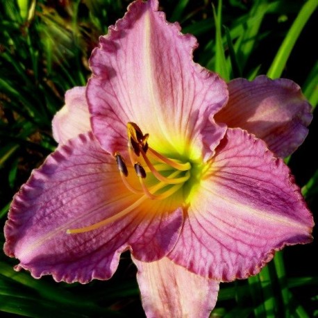 Hemerocallis 'Easy Time'