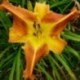 Hemerocallis 'Eclipse'