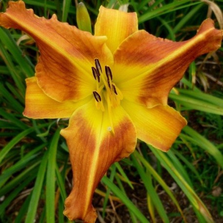 Hemerocallis 'Eclipse'