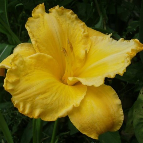 Hemerocallis 'Ed Kirchhoff'