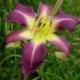 Hemerocallis 'Edge of Chaos'