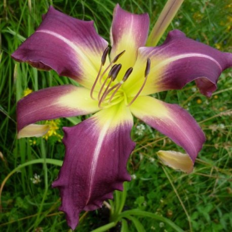 Hemerocallis 'Edge of Chaos'