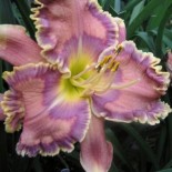 Hemerocallis 'Edge of Many Colors'