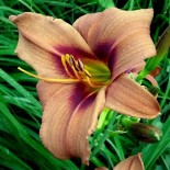 Hemerocallis 'Edition Jurassique'