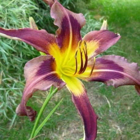 Hemerocallis 'Eggplant Escapade'