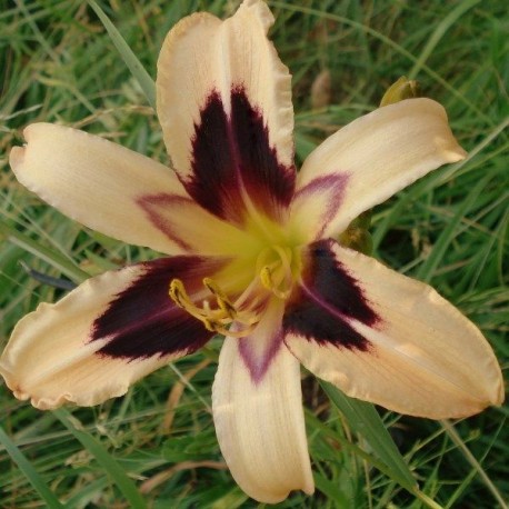 Hemerocallis 'Egyptian Queen'