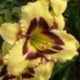 Hemerocallis 'El Desperado'