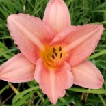 Hemerocallis 'Elaine Strutt'