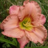 Hemerocallis 'Elegant Candy'