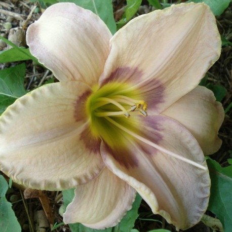 Hemerocallis 'Elegantissima'