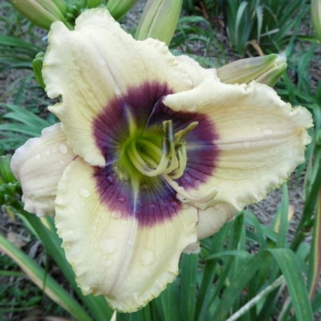 Hemerocallis 'Elfin Etching'