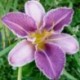 Hemerocallis 'Elfin Simplicity'