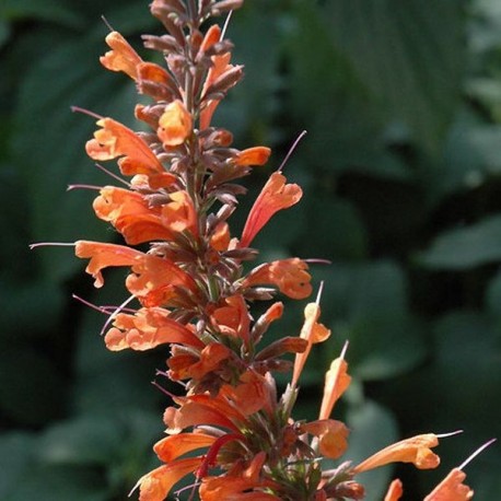 Agastache mexicana 'Painted Ladies'
