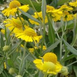 Helenium hybride 'Helena'