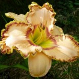 Hemerocallis 'Ellis Powell'