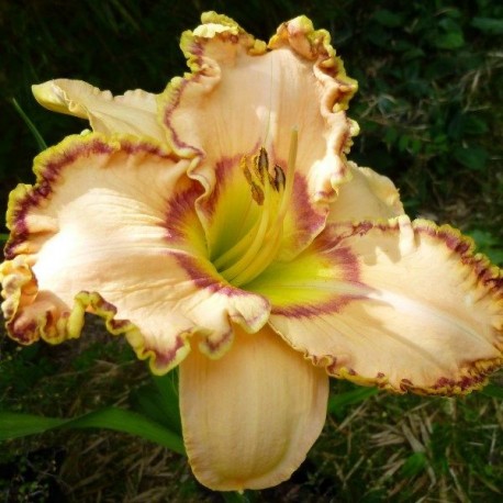 Hemerocallis 'Ellis Powell'